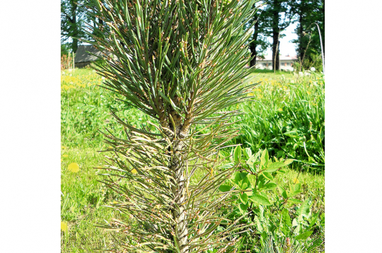 Rūsa priedītes skujās.