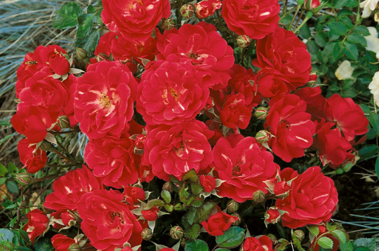 'Red Fairy'