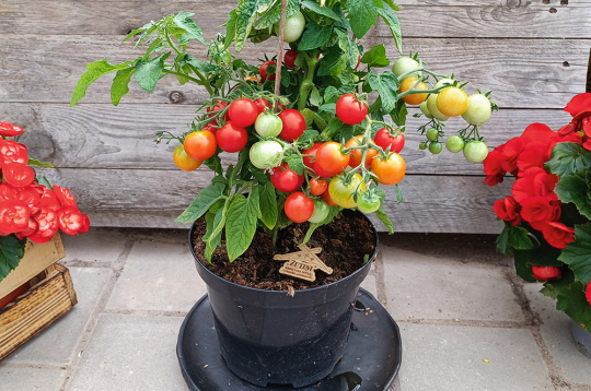‘Sibirische Zimmertomate’ – aptuveni 25 cm augsta šķirne. Augļi nelieli – ķirštomāti, kam ir patīkama, salda garša.