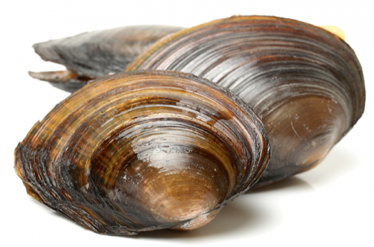Gliemene.