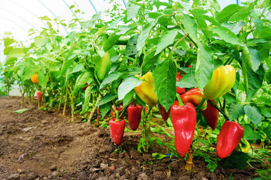 Paprika.