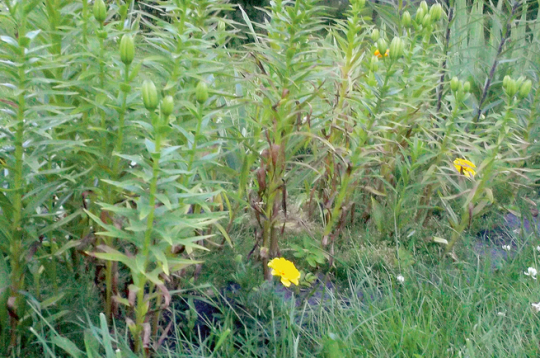 Bojātās lilijas.