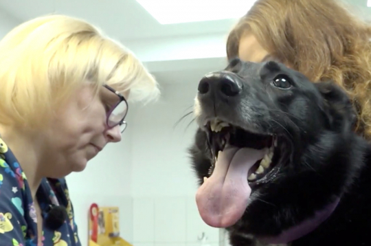 Mājdzīvnieks pie veterinārārsta.
