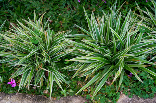 Platlapu grīslis ‘Variegata’.