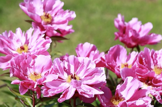 Peonijas.