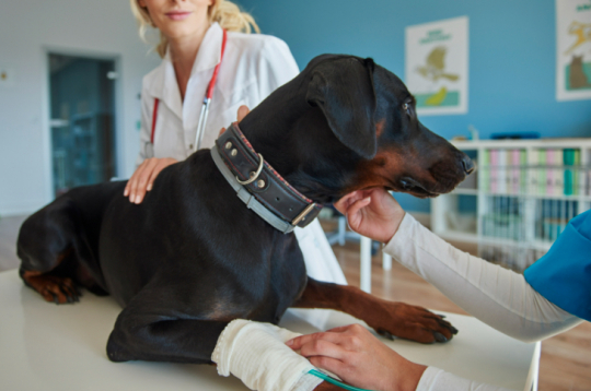 Veterinārā klīnika.