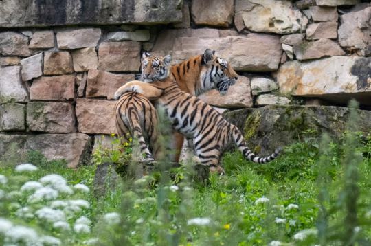 Rīgas zooloģiskā dārza tīģeru meitenes nosauktas par Safīru un Augusti.