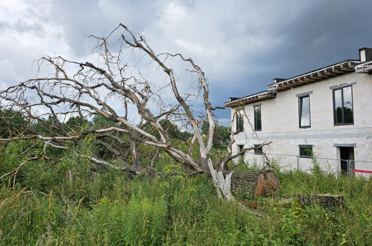 Nozāģētais Mārupes dižozols.