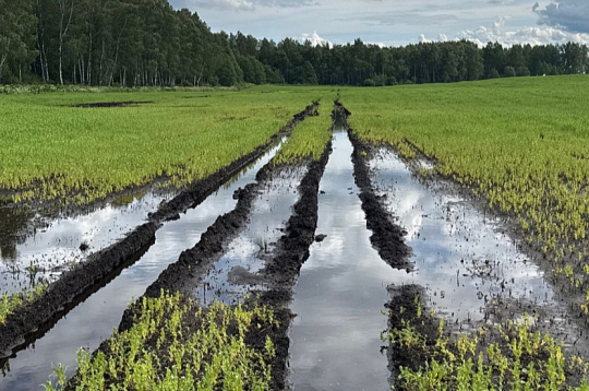 Ilgstošo lietavu dēļ zeme daudzviet ir pārmitra vai pilnībā zem ūdens, kartupeļi, graudaugi pūst, izplatās slimības un vietām lauku kopšana ir neiespējama.