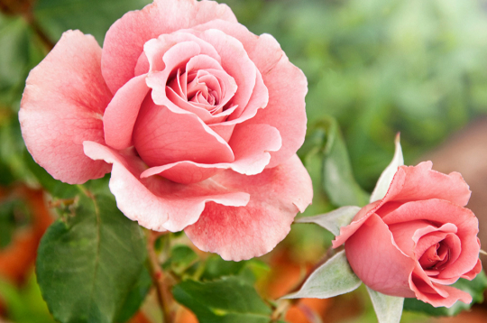 Rozes.