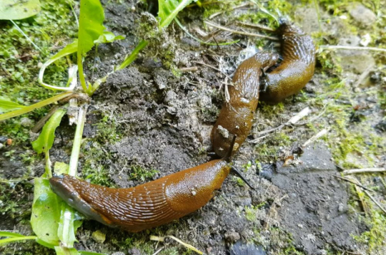 Spānijas kailgliemeži.