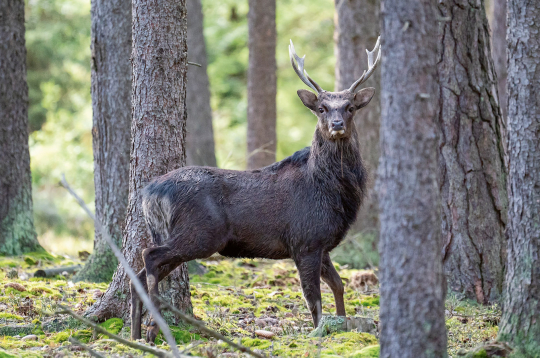 Sika briedis (Cervus nippon).
