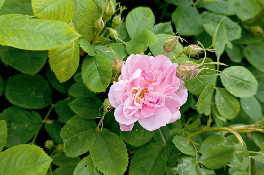 Rosa majalis 'Foecundissima', kas aug Cēsu pils teritorijā. Izcelsme no Ungurmuižas, datējums ap 16. gs. beigām, 17. gs. sākumu.