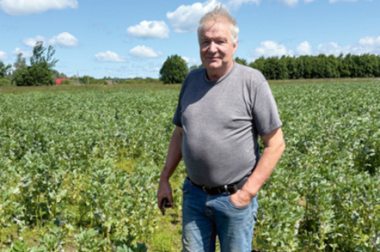 ZS "Griezes" saimnieks Arnis Judzis zosu papostītajā pupu laukā, ko lēma nepārsēt.