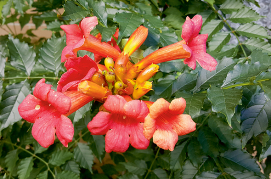 'Campsis radicans Ursynov'
