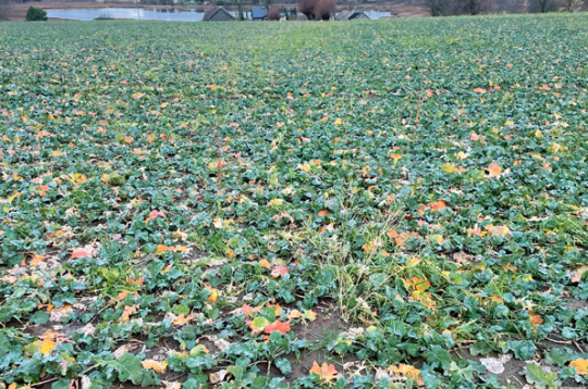 TuYV bojājuma pazīmes ziemas rapsī (2024. gada rudens).