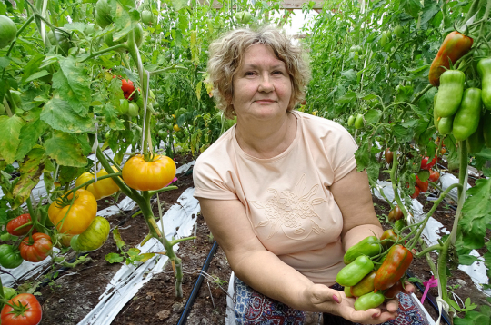 Tomātu kolekcionāre Linda Grotupe.