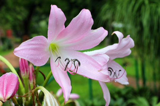 Krīnija (Crinum moorei), tautā saukta arī par istabas liliju, pieder pie amariļļu dzimtas.
