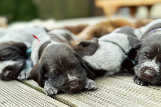 Kucēni. Ilustratīvs attēls.