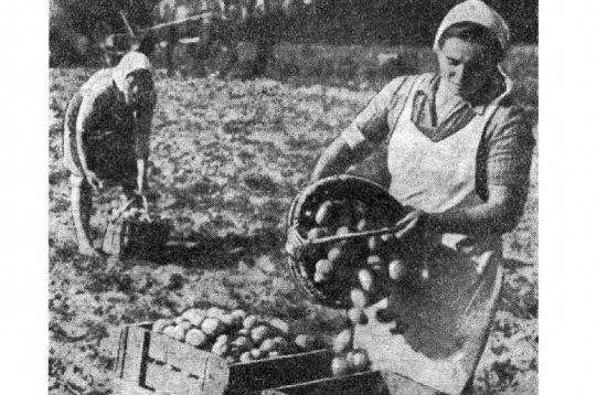 Kartupeļu novākšana kolhozā 40. gados.