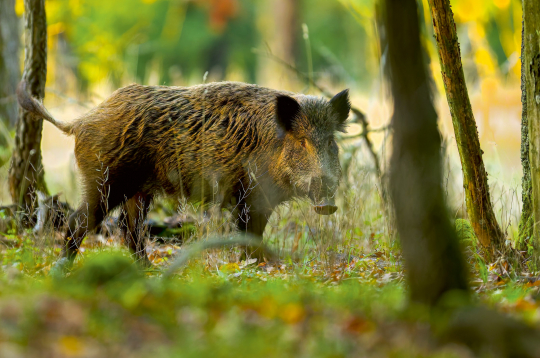 Rudenī mežacūkas maina barošanās stratēģiju.