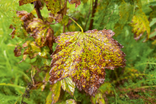 Lapu plankumainības samazina lapu virsmas fotosintētisko aktivitāti, izraisa priekšlaicīgu lapu nobiršanu, kā arī ietekmē augu ziemcietību un ražu nākamajā gadā.