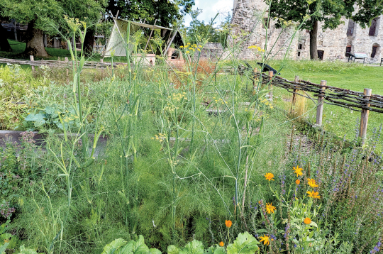 Fenhelis citu augu kompānijā. Fenhelis citu augu kompānijā.
