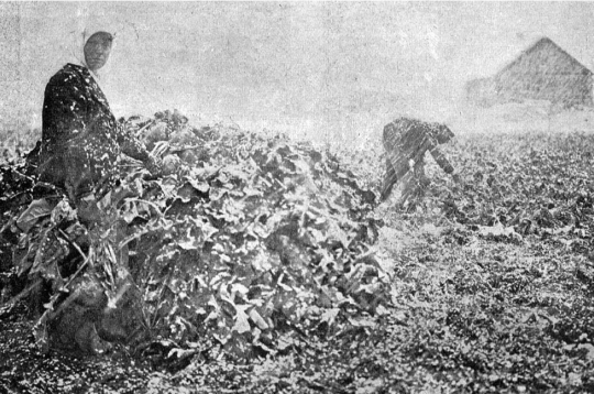Biešu novākšana 1925. gada oktobrī.