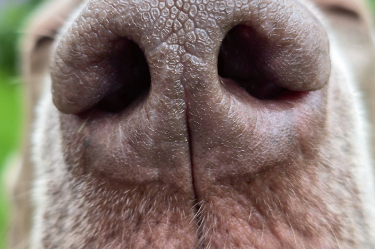 Mitrs deguns daudz labāk uztver un notur gaisā esošās smaržas.