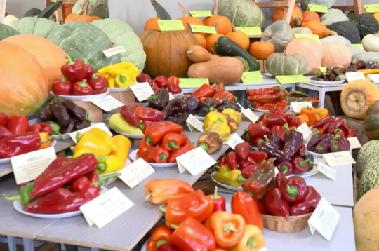Izstāde "Ķirbjaugi un paprika 2025" Latvijas Nacionālā dabas muzejā.