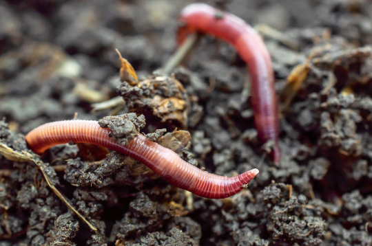 Slieku noderīgumu nedrīkst nenovērtēt.