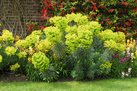 Eiforbija. Eiforbija.