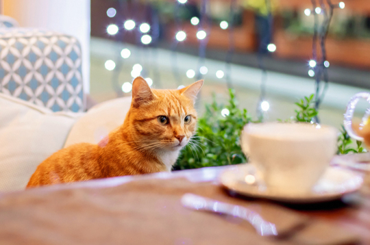 Ilustratīvs attēls. Ilustratīvs attēls.