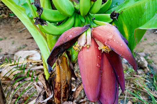 Pundurbanāns (Musa acuminata) ražo saldus ēdamus augļus. Pundurbanāns (Musa acuminata) ražo saldus ēdamus augļus.