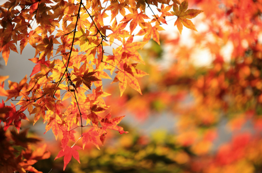 Rudens laiks. Rudens laiks.