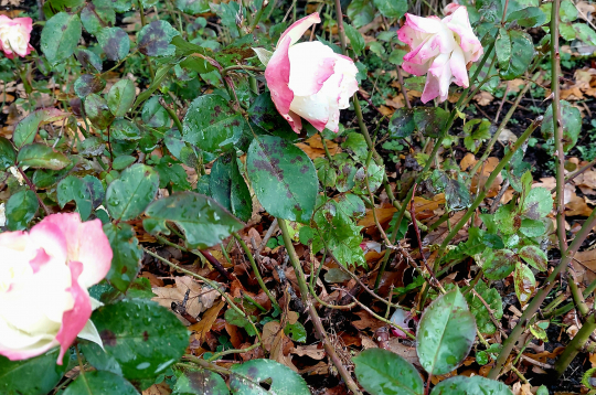 Rozes oktobra beigās. Rozes oktobra beigās.