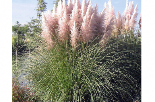 Pampu zāle 'Rosea'.