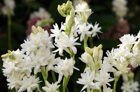 Tuberozes ‘The Pearl’.