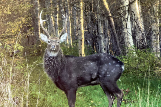 Sika briedis. Sika briedis.