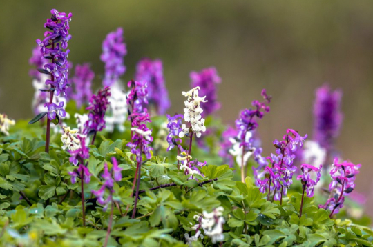 Nezāles cīrulīši.