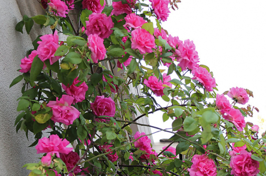 Roze 'Zephirine Drouhin'. Roze 'Zephirine Drouhin'.