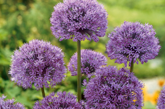 'Allium Aflatun' jeb dekoratīvais sīpols. 'Allium Aflatun' jeb dekoratīvais sīpols.