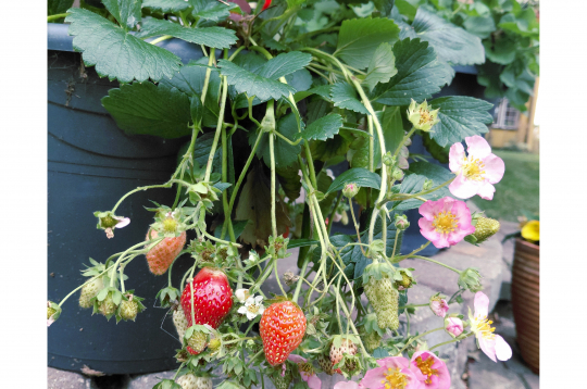 Dekoratīvās zemenes.