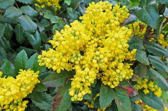 Pavasarī mahonija zied spilgti dzelteniem, smaržīgiem ziediem, kas izkārtoti ķekaros. Pavasarī mahonija zied spilgti dzelteniem, smaržīgiem ziediem, kas izkārtoti ķekaros.