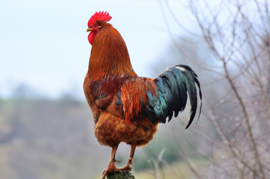Mārtiņdienas simbols - gailis.