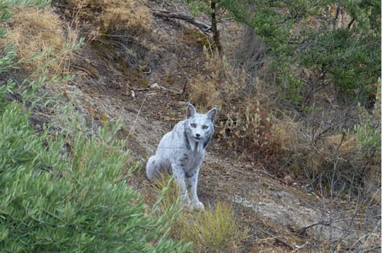 Ibērijas lūsis, latīniski Lynx pardinus.
