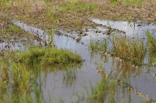 Applūdis labības lauks Madonas pusē. Applūdis labības lauks Madonas pusē.