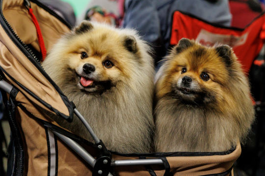 Izstādē "Zoo Expo 2025". Izstādē "Zoo Expo 2025".