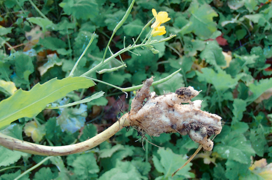 Krustziežu sakņu augoņi. Krustziežu sakņu augoņi.