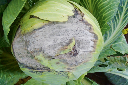 Pelēkā puve kāpostam.